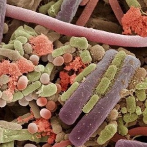 Бактериальные пищевые отравления